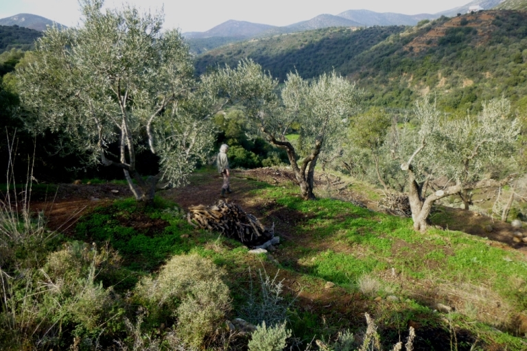 Christa sucht die verlorene Leiter :) Januar 2014 - alle Olivenbäume auf Kadowlos sind fertig geschnitten - wir sind schon gespannt auf die Olivenernte im Herbst 2014