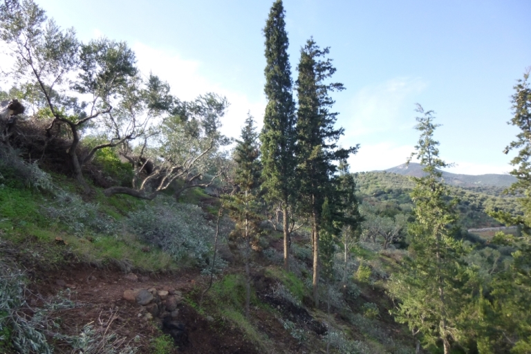 Januar 2014 "der Zauberwald" links über dem Olivenbaum wird die Terrasse entstehen